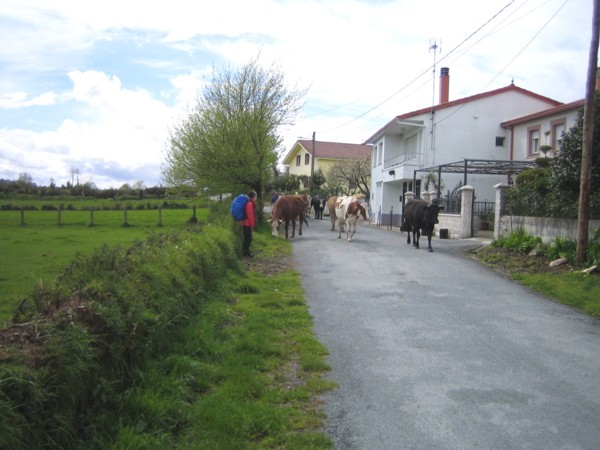 Vacas en el camino