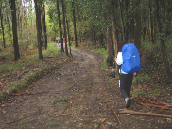 Entre bosques de eucaliptos